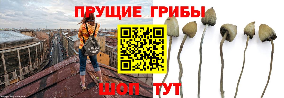 Кингисепп  Галлюциногенные грибы Psilocybe  Псилоцибиновые грибы GOLDEN TEACHER  Вход с VPN 